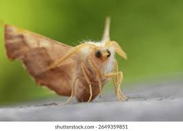 Attēlu rezultāti vaicājumam “Ennomos autumnaria male”