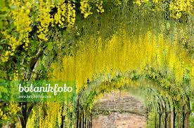 Attēlu rezultāti vaicājumam “Laburnum anagyroides flower”
