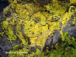 Attēlu rezultāti vaicājumam “Chrysothrix candelaris”