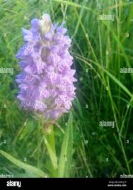 Attēlu rezultāti vaicājumam “Dactylorhiza majalis subsp. baltica flower”