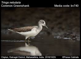 Attēlu rezultāti vaicājumam “Tringa nebularia”