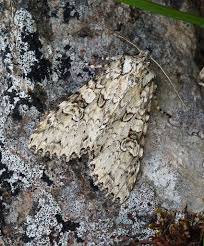 Attēlu rezultāti vaicājumam “Polia nebulosa”