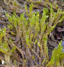 Attēlu rezultāti vaicājumam “Calliergonella cuspidata sporophyte”