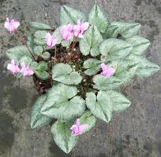Attēlu rezultāti vaicājumam “Cyclamen hederifolium”