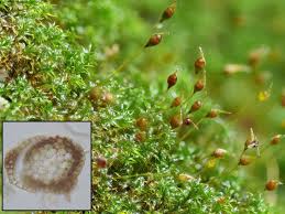 Attēlu rezultāti vaicājumam “Gymnostomum aeruginosum”