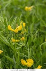 Attēlu rezultāti vaicājumam “Lathyrus pratensis leaf”