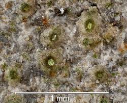 Attēlu rezultāti vaicājumam “Calicium adspersum”