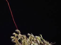 Attēlu rezultāti vaicājumam “Homomallium incurvatum”