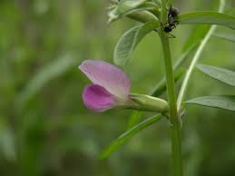 Attēlu rezultāti vaicājumam “Vicia sylvatica bud”