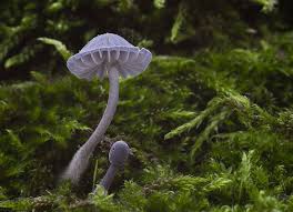 Attēlu rezultāti vaicājumam “Mycena pseudocorticola”