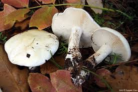 Attēlu rezultāti vaicājumam “Tricholoma album”