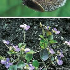 Attēlu rezultāti vaicājumam “Viola collina leaf”