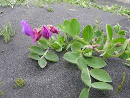 Attēlu rezultāti vaicājumam “Lathyrus japonicus subsp. maritimus flower”