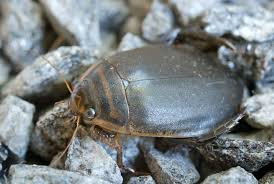 Attēlu rezultāti vaicājumam “Acilius sulcatus”