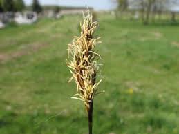 Attēlu rezultāti vaicājumam “Carex praecox”