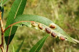 Attēlu rezultāti vaicājumam “Pontania proxima”