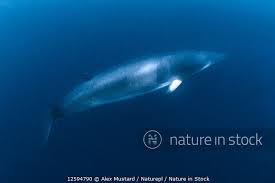 Image result for Balaenoptera acutorostrata