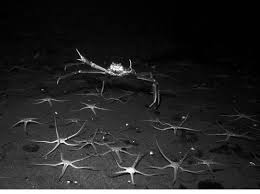 Image result for Chionoecetes opilio