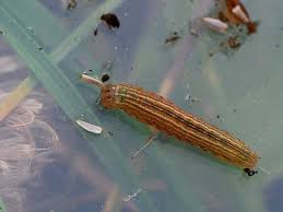 Attēlu rezultāti vaicājumam “Mythimna sp.”