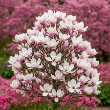 Attēlu rezultāti vaicājumam “Magnolia”