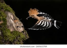 Attēlu rezultāti vaicājumam “Upupa epops adult”