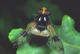 Attēlu rezultāti vaicājumam “Volucella pellucens”