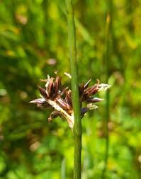 Attēlu rezultāti vaicājumam “Juncus balticus”