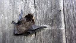 Attēlu rezultāti vaicājumam “Eptesicus nilssonii”