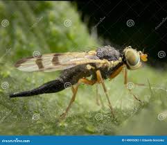 Attēlu rezultāti vaicājumam “Urophora jaceana”