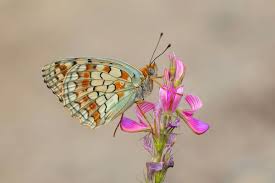 Attēlu rezultāti vaicājumam “Argynnis niobe underside”