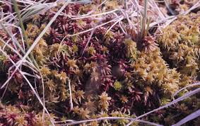 Attēlu rezultāti vaicājumam “Sphagnum angustifolium”