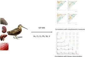 Attēlu rezultāti vaicājumam “Scolopax rusticola eggs”