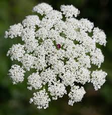 Attēlu rezultāti vaicājumam “Daucus carota subsp. carota flower”