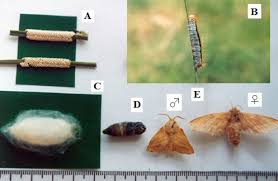 Attēlu rezultāti vaicājumam “Malacosoma castrensis male”