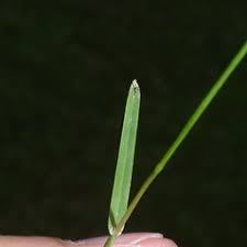 Attēlu rezultāti vaicājumam “Poa remota leaf”