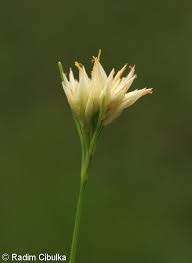 Attēlu rezultāti vaicājumam “Rhynchospora alba flower”