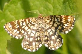 Attēlu rezultāti vaicājumam “Chiasmia clathrata”