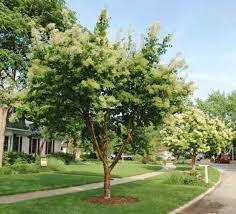 Attēlu rezultāti vaicājumam “Syringa reticulata subsp. amurensis”