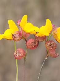 Attēlu rezultāti vaicājumam “Utricularia intermedia bud”