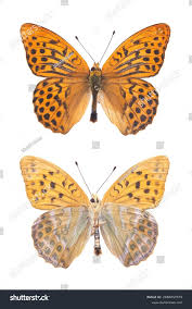Attēlu rezultāti vaicājumam “Argynnis paphia underside”