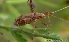 Attēlu rezultāti vaicājumam “Phytocoris varipes”