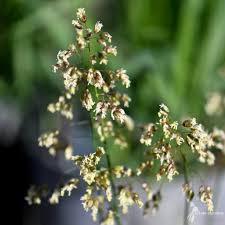 Attēlu rezultāti vaicājumam “Hierochloe odorata”