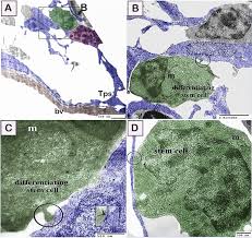Attēlu rezultāti vaicājumam “Harpanthus flotovianus cells”