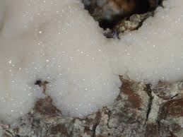 Attēlu rezultāti vaicājumam “Brefeldia maxima young”