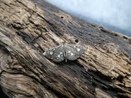 Attēlu rezultāti vaicājumam “Anania stachydalis”