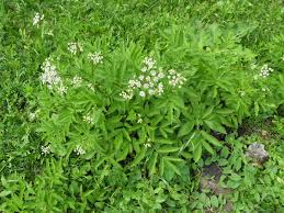 Attēlu rezultāti vaicājumam “Sium latifolium”