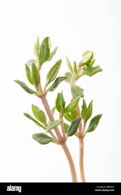 Attēlu rezultāti vaicājumam “Thymus vulgaris leaf”