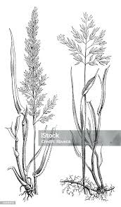 Attēlu rezultāti vaicājumam “Holcus mollis”