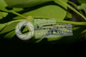 Attēlu rezultāti vaicājumam “Ginkgo biloba female flower”