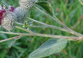 Attēlu rezultāti vaicājumam “Arctium tomentosum flower”